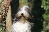 BEARDED COLLIE 386